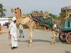 jaisalmer (215)